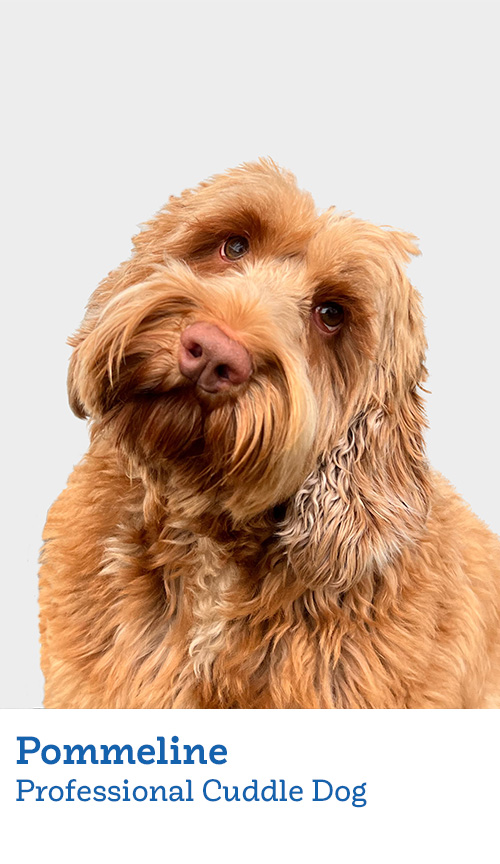 Pommeline Dog